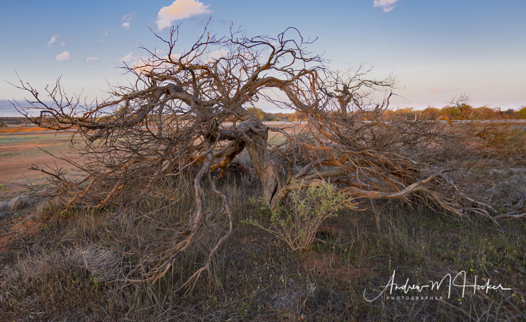 Greenough River Tree 4